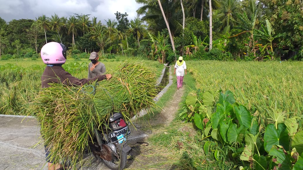 Petani Padi Bulak Sawah Ngulakan